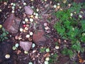 MARULA FRUIT ON THE GROUND BETWEEN ROCKS WITH GREEN VEGETATION Royalty Free Stock Photo