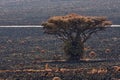 Marula Fruit Tree In Burnt Grassland With Anthills Sclerocarya birrea