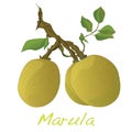 Marula fruit. Vector. Royalty Free Stock Photo
