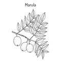 Marula sclerocarya birrea , or jelly plum, cat thorn, morula, cider tree, medicinal plant