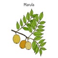 Marula sclerocarya birrea , or jelly plum, cat thorn, morula, cider tree, medicinal plant