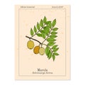 Marula sclerocarya birrea , or jelly plum, cat thorn, morula, cider tree, medicinal plant