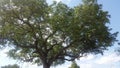 Marula tree