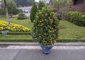 Marumi Kumquat tree and yellow flowers celebrating Tet, on display near the Ho Chi Minh Mausoleum, Hanoi, Vietnam Royalty Free Stock Photo