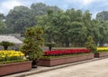 Marumi Kumquat tree and yellow flowers celebrating Tet, on display near the Ho Chi Minh Mausoleum, Hanoi, Vietnam Royalty Free Stock Photo