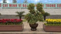 Marumi Kumquat tree and yellow flowers celebrating Tet, on display near the Ho Chi Minh Mausoleum, Hanoi, Vietnam Royalty Free Stock Photo