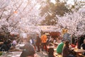 Maruyama park cherry blossom festival in Kyoto, Japan Royalty Free Stock Photo