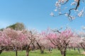 Maruyama park cherry blossom festival at spring in Sapporo, Hokkaido, Japan Royalty Free Stock Photo