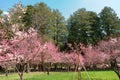 Maruyama park cherry blossom festival at spring in Sapporo, Hokkaido, Japan Royalty Free Stock Photo