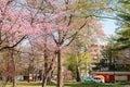 Maruyama park with cherry blossom at spring in Sapporo, Hokkaido, Japan Royalty Free Stock Photo