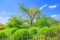 Maruyama Park cherry tree Royalty Free Stock Photo