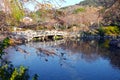 Maruyama Park in Gion, Kyoto Royalty Free Stock Photo