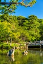 Maruyama Park in Kyoto, Japan Royalty Free Stock Photo