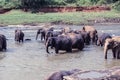 Group Bathing Extravaganza of Elephants in Sri Lanka