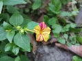 Marvel of Peru In bengali Sandha Maloti