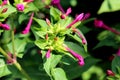 Marvel of Peru or Mirabilis jalapa perennial plant with egg shaped oblong leaves and tubular pink flowers with long stamens