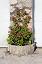 Marvel of Peru or Mirabilis jalapa herb shaped like a bush with tubular pink flowers growing from homemade stone flower pot