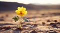 Solitary Blossom: A Vibrant Yellow Desert Flower Braving the Arid Isolation