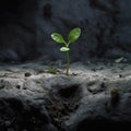 A Delicate Green Sprout Pushing Through a Solid Stone Slab