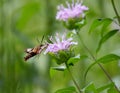 Clearwing hummingbird moth flying to purple flower in a filed