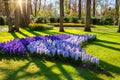 Marvellous blue hyacinth flowers in the Keukenhof park Royalty Free Stock Photo