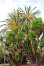 Beautiful growing palm trees in Parc de la Ciutadella in Barcelona, Spain.