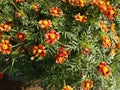 A marvellous close up of marigold green leaved plants with pretty red and yellow flowers