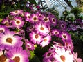 Marvellous display of Fitzroy Gardens Conservatory, Melbourne