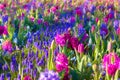 Marvellous flowers in the Keukenhof park. Royalty Free Stock Photo