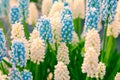 Marvellous flowers in the Keukenhof park. Royalty Free Stock Photo