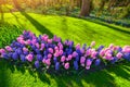 Marvellous hyacinth flowers in the Keukenhof park Royalty Free Stock Photo