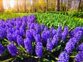 Marvellous hyacinth flowers in the Keukenhof park. Royalty Free Stock Photo