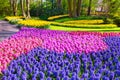 Marvellous hyacinth flowers in the Keukenhof park Royalty Free Stock Photo