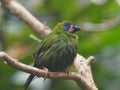 Marvellous lovely petite Blue-Faced Parrot Finch.