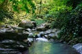 Marvellous mountain stream among southern forests