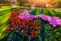 Marvellous pink hyacinth flowers in the Keukenhof gardens