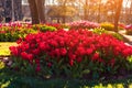 Marvellous pink tulips in the Gulhane Rosehouse park