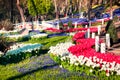 Marvellous pink tulips in the Gulhane (Rosehouse) park, Istanbul