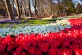 Marvellous pink tulips in the Gulhane (Rosehouse) park, Istanbul