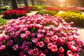 Marvellous pink tulips in the Gulhane (Rosehouse) park, Istanbul
