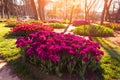 Marvellous red tulips in the Gulhane Rosehouse park