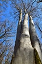 Marvellous tree in the forest Royalty Free Stock Photo