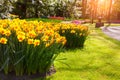 Marvellous yellow narcissus in the Keukenhof gardens.