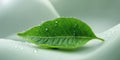 Marvellously Fresh Green Leaf with Dew Drops Macro Background Royalty Free Stock Photo