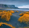 Marvelous autumn view of black sand dunes with yellow grass on top. Royalty Free Stock Photo