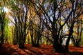 Marvelous beech trees with multiple trunks and fancifully curved branches in Canfaito forest