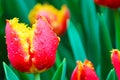 Marvelous macro picture of red yellow tulip with drops of morning dew. Blurred green background. Dutch symbol, Netherlands tulips