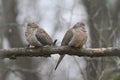Marvelous Mourning Dove Pair on a Branch Royalty Free Stock Photo