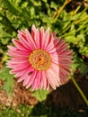 Marvelous pink daisy in a full bloom!