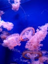 Marvelous Pink jellyfish